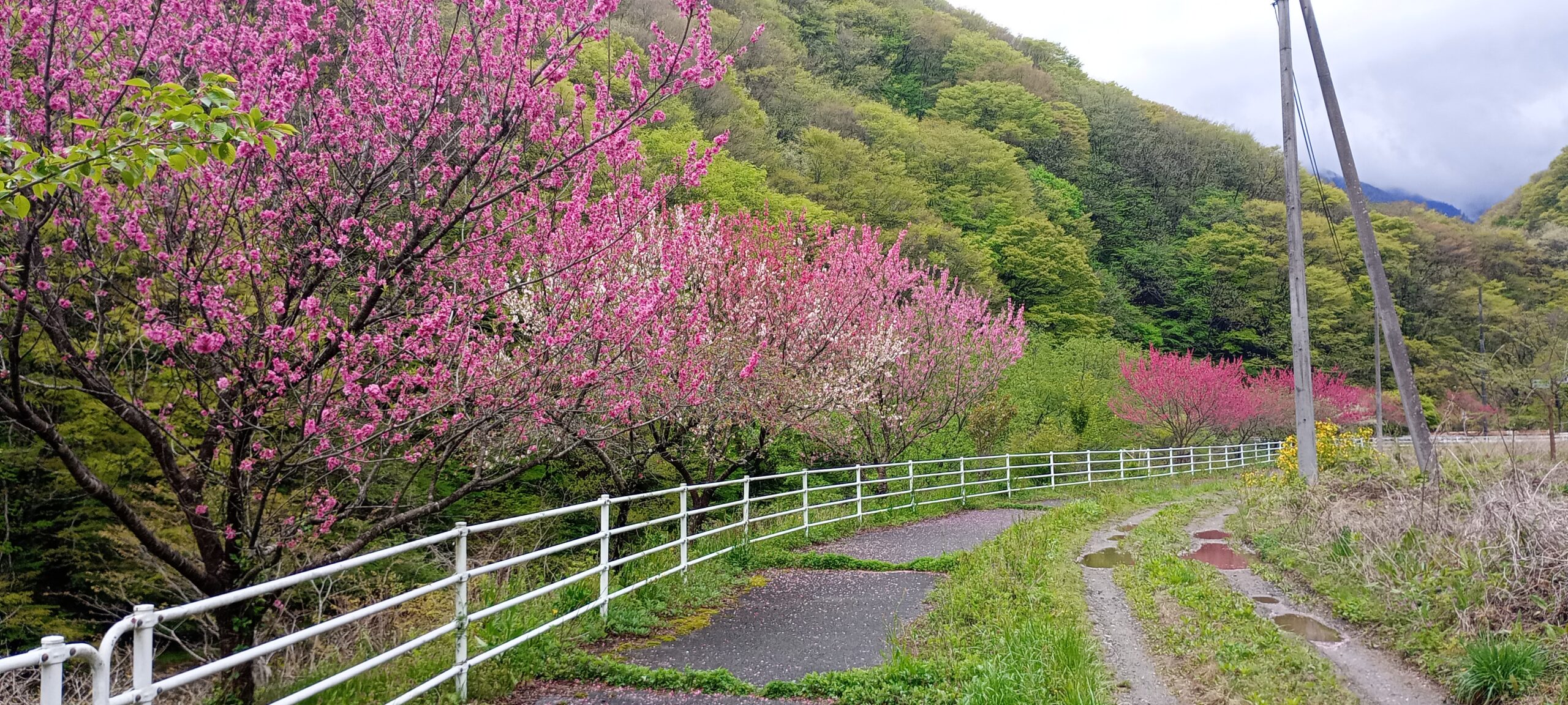 はなももの道を探そう！